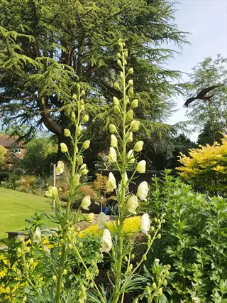 aconitum ivorine yellow flowering spikes in a sunny garden