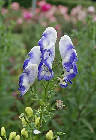 aconitum napellus album flowers with white and blue hooded blooms in a garden