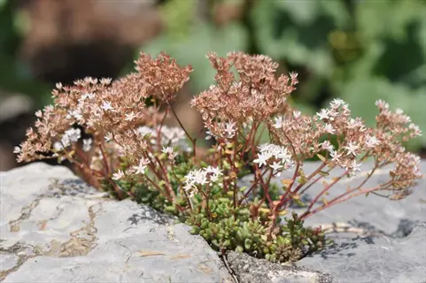 album superbum sedum with white blooms growing among pale rocks