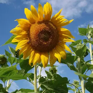 american giant sunflower blooming against a blue sky with green leaves
