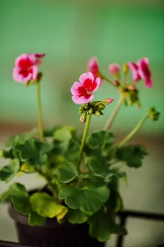 ann folkard geranium flowers with pink blooms and green leaves in a dark pot