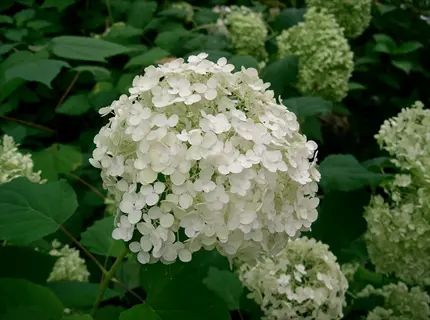 annabelle hydrangea white flower clusters blooming among green leaves