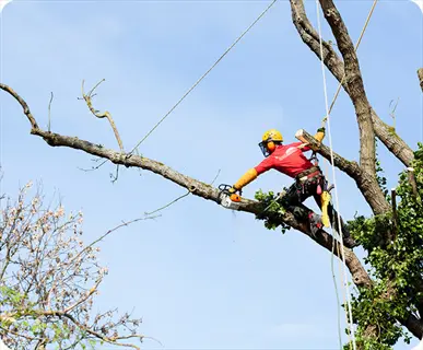 arborist with chainsaw performing water sprouts removal on a tree branch