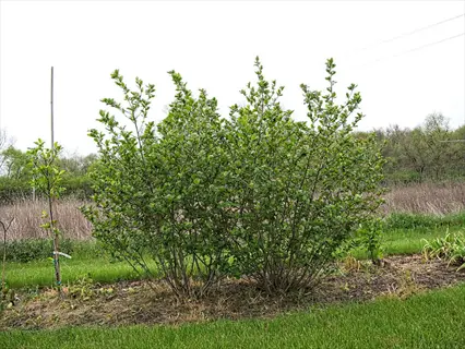 aronia chokeberry shrub growing in a garden bed with green lawn
