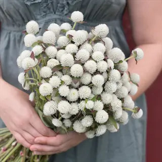 audray white gomphrena bouquet with round white blooms held in both hands