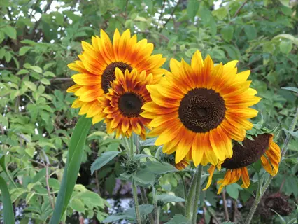 autumn beauty sunflower blooms with orange-yellow petals among green foliage