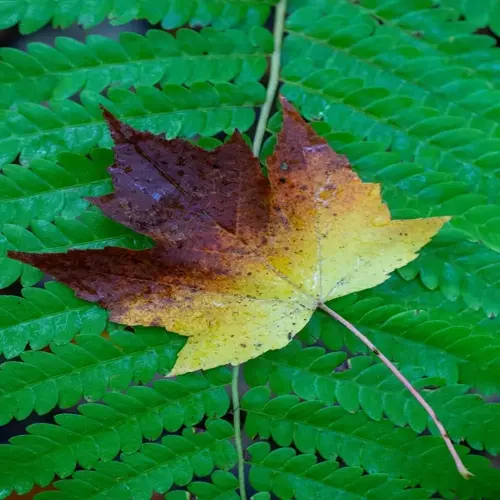 autumn maple leaf resting on autumn fern foliage in a forest understory