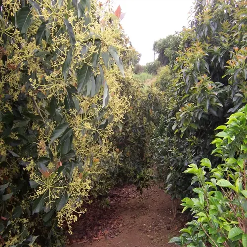 avocado tree orchard with dense green foliage and flowering branches along a narrow dirt path