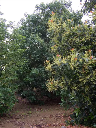 bacon avocado tree with dense green foliage and flowering branches in an orchard