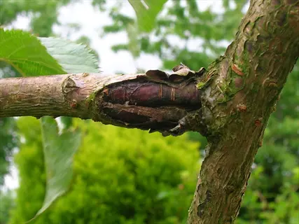 bacterial canker tree showing dark sunken lesion on a branch near the trunk