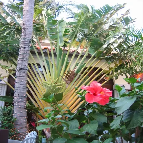 banana plant garden with hibiscus flower and tropical palms by a patio