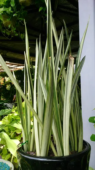 bantel sensation snake plant with tall striped leaves in a black pot