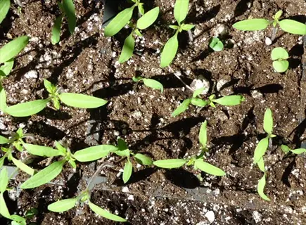 basil seedlings tray with young green sprouts growing in dark potting soil