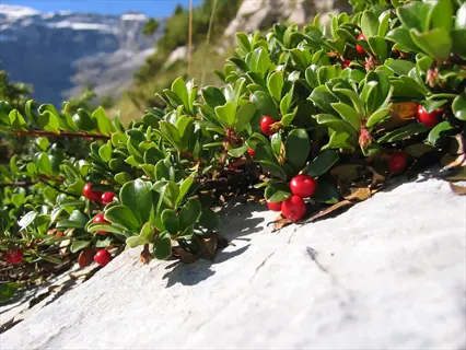 bearberry ground cover berries with glossy green leaves growing over a sunny rock in the mountains