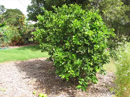 bearss lime tree with green limes growing in a sunny mulched garden