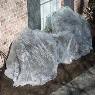 bed sheet frost protection covering outdoor shrubs beside a brick house