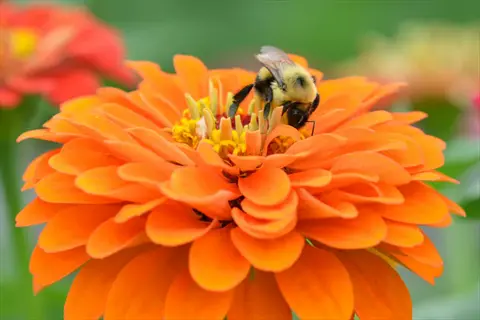 bee gathering nectar on orange zinnia flowers garden bloom