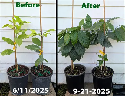 before and after zinc deficiency plant growth in potted plants with dates