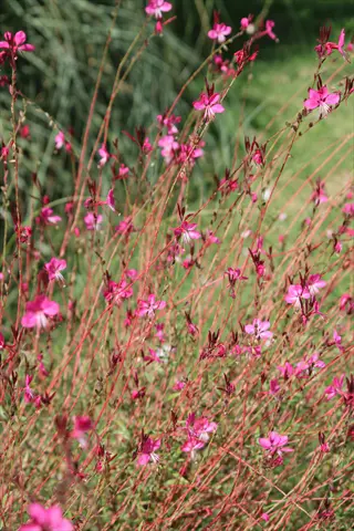 belleza dark pink gaura flowers blooming on slender stems in a sunny garden