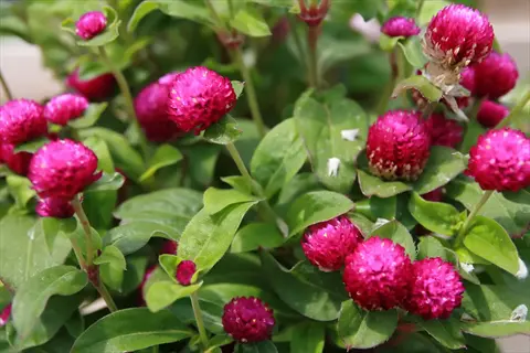 bicolor rose gomphrena with bright pink globe flowers and green leaves