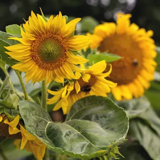 big smile dwarf sunflower with bright yellow petals and broad green leaves in a sunny garden