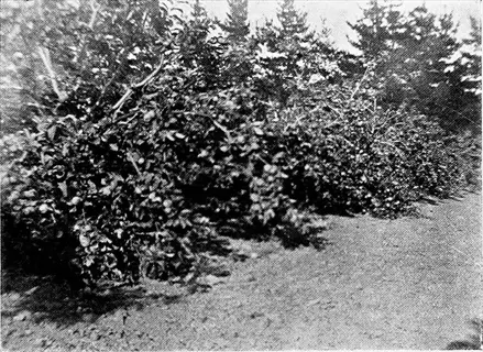 black and white photo of a pruned fruit tree in a grassy orchard