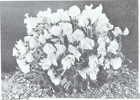 black and white photo of wee willie dianthus flowers growing in a compact mound