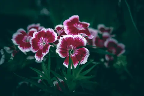 black cherry sweet william flowers blooming in soft garden light