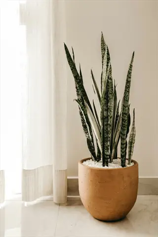 black coral snake plant in a terracotta pot beside a sheer curtain
