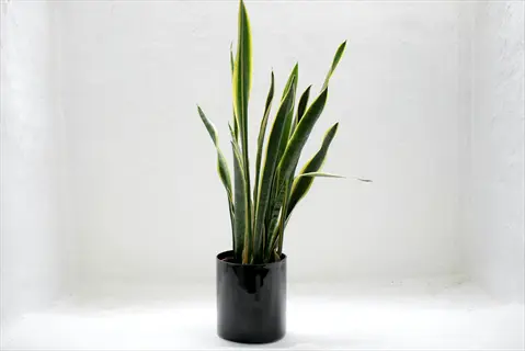 black gold snake plant in a black pot against a white wall