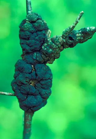 black knot disease causing dark swollen galls on a tree branch