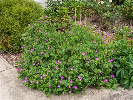 bloody cranesbill magenta flowers growing as a dense green mound beside a garden path