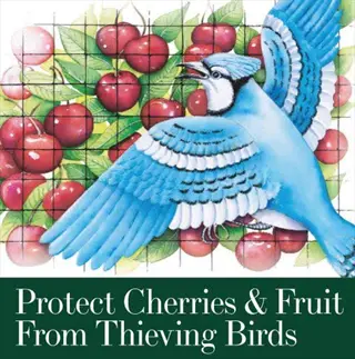 blue bird netting cherries in an orchard with title about protecting fruit from birds