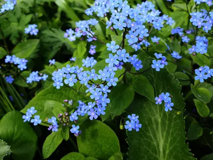 blue brunnera flowers blooming above lush green foliage
