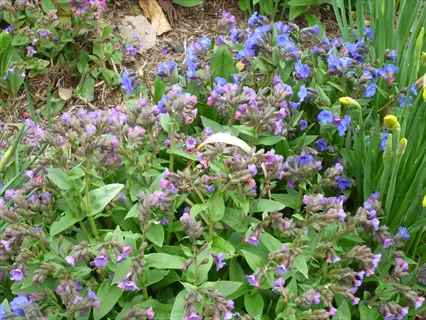 blue ensign pulmonaria with blue and purple flowers blooming among green garden foliage