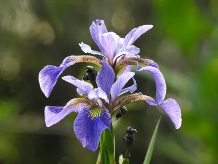 blue flag iris versicolor with purple-blue petals blooming against a soft green background