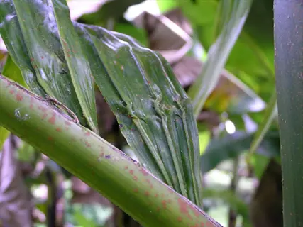 boron deficiency plant stem with spotted green stalk and damaged leaf