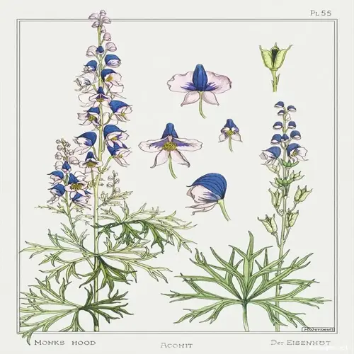 botanical illustration of aconitum monkshood flowers with blue blooms, leaves, buds, and flower details