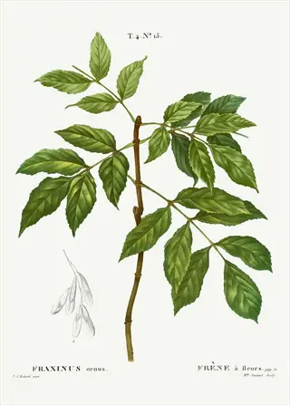 botanical illustration of ash elm leaves on a branch with seed sketch and labels