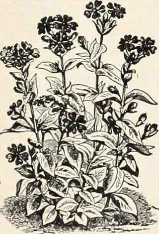botanical illustration of japanese spurge pachysandra shade with leafy stems and flower clusters