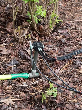 bottle rocket ligularia emerging beside drip irrigation in a mulched garden bed