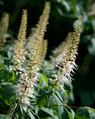 bottlebrush buckeye flowers blooming in sunlight among green leaves