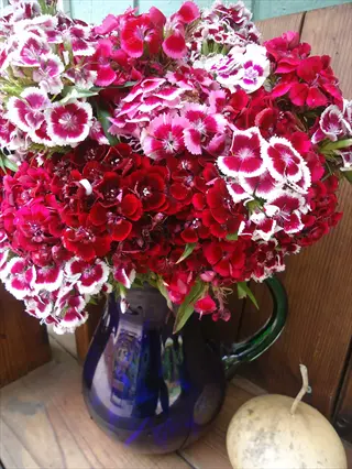 bouquet of red, pink, and white lace mantle dianthus in a blue glass pitcher