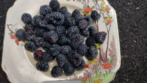 boysenberry fruit cluster on a decorative plate