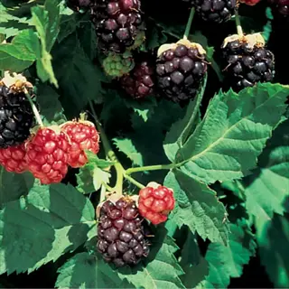 boysenberry plant nursery with ripening berries and green leaves