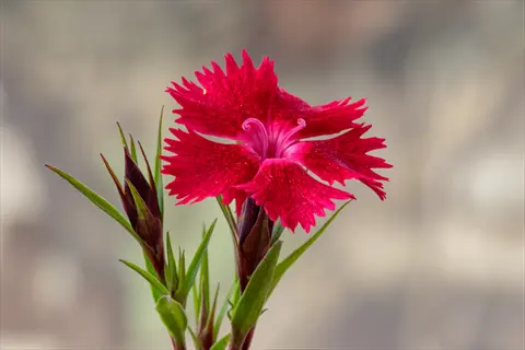 bright cheddar pink dianthus flower with fringed red petals and green buds