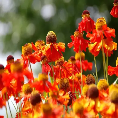 bright orange autumn garden flowers blooming in sunlight with soft green background