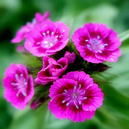bright pink sweet william flowers blooming against soft green foliage