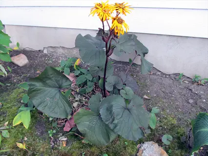 britt marie crawford ligularia with yellow flowers and dark leaves in a garden bed