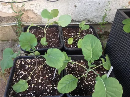 broccoli seedlings growing in black plastic pots outdoors